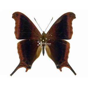 The waiter daggerwing